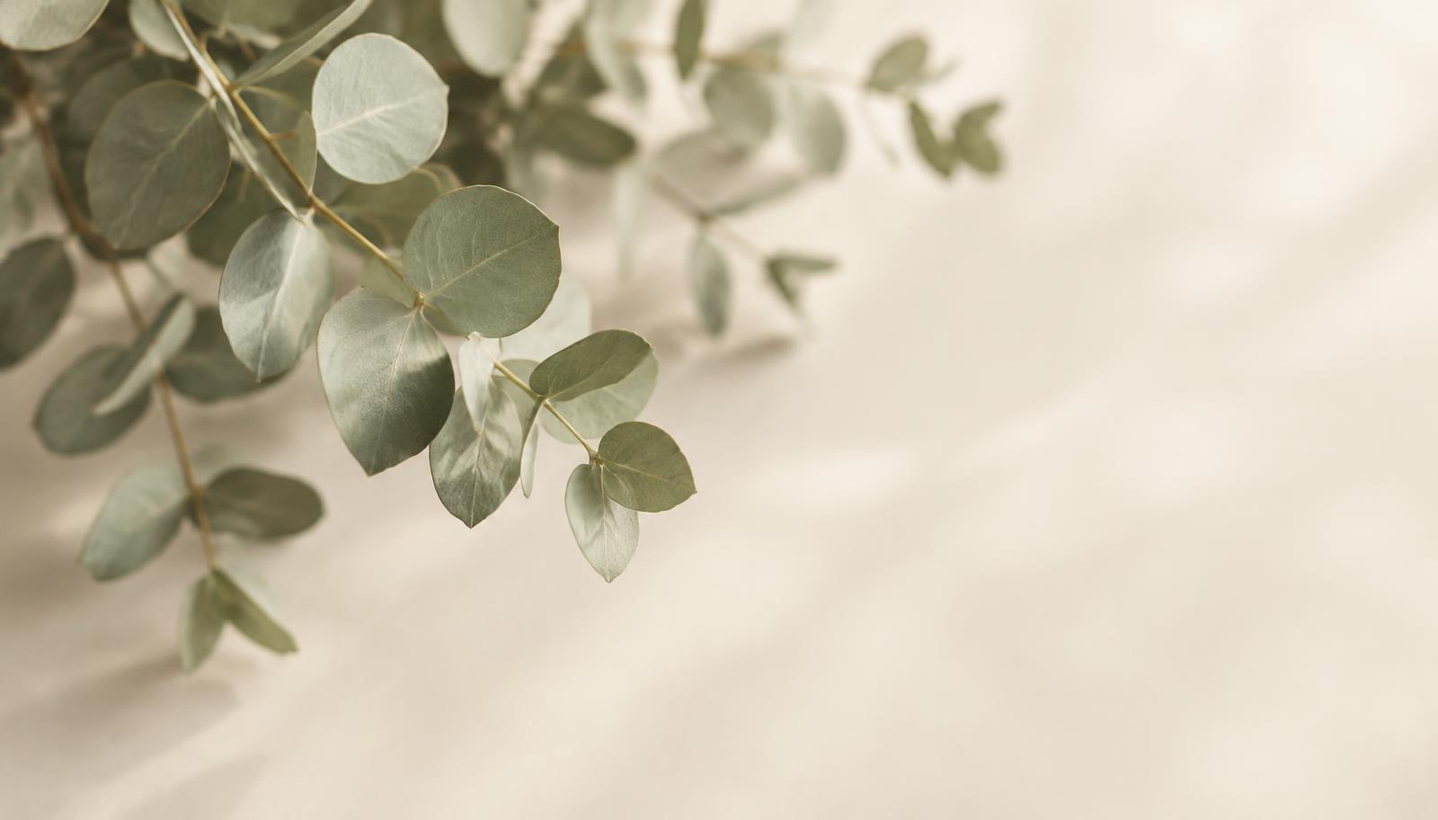 Fresh eucalyptus branches draping gently across a soft ivory surface